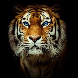 Meet your Posher, Darlene